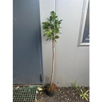 LAUROWIŚNIA SZCZEPIONA NA PNIU - sadzonki 110 / 130 cm